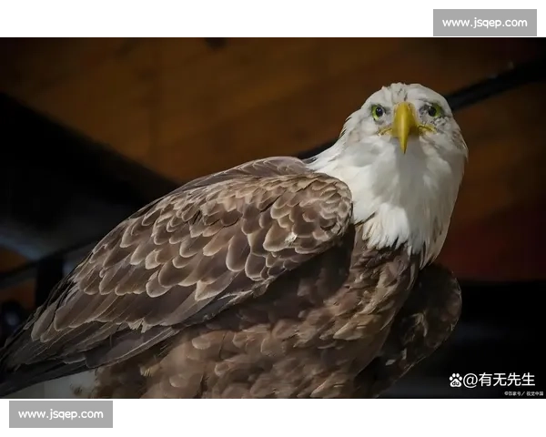 荷兰毁灭者正面对决凯恩的巅峰力量与荣耀之战世界舞台命运碰撞